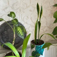 گل آپارتمانی همراه گلدون و پایه|گل و گیاه طبیعی|کرج, گوهردشت|دیوار