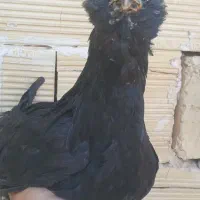 مرغ گلین ۲۰عدد هستن