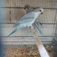 طوطی|پرنده|بوکان, |دیوار