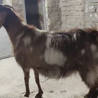 داشتی ابستن سرمایه