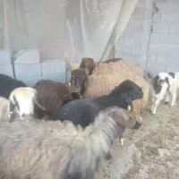 فروش چند راس گوسفند