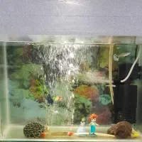 آکواریوم|ماهی|قدس, شهر‌قدس|دیوار