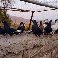 پلنگ نر سوارخ