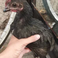جوجه خروس و مرغ محلی