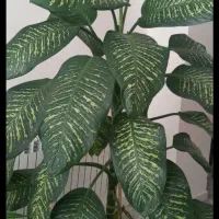 گل طبیعی|گل و گیاه طبیعی|بروجرد, |دیوار