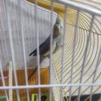 عروس هلندی نر سر حال|پرنده|فولادشهر, C8|دیوار