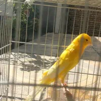 قناری رسمی بلند