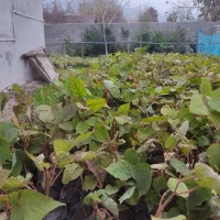 نهال کیوی هایوارد طلایی