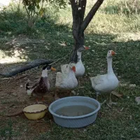 غوغاز و مرغابی