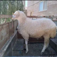 دام زنده شیشک نزاییده و بزغاله درجه یک پرواری|حیوانات مزرعه|قم, چهل درخت‎|دیوار