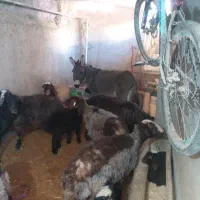 الاغ ماده ۱سال|حیوانات مزرعه|کمیجان, |دیوار