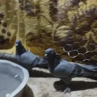 یک جفت سبز هما پرپا|پرنده|ریگان, |دیوار