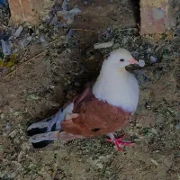 کربلایی با ساده زرد ریش سرخ