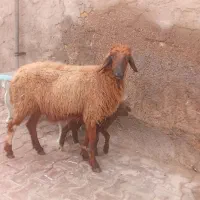 گوسفند و بره|حیوانات مزرعه|اهواز, منازل کارون|دیوار