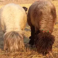 میش بختیاری|حیوانات مزرعه|ایذه, |دیوار