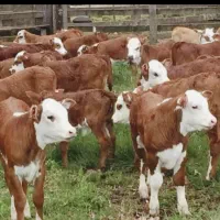 بزرگترین مرکز سیمینتال کل کشور