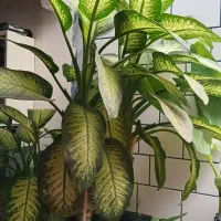 گل دیفن بسیار بزرگ|گل و گیاه طبیعی|یاسوج, |دیوار