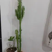 گل طبیعی