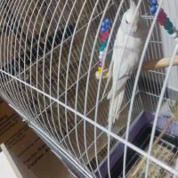 جوجه سرلاکی