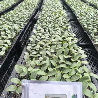 نشا و نهال سیفیجات