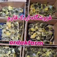 امروز سفارش جوجه بده یکشنبه وچهارشنبه  تحویل بگیر|حیوانات مزرعه|سنگر, |دیوار