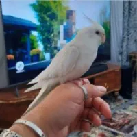 عروس هلندی گمشده...