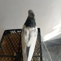 کفتر|پرنده|شیراز, شهرک رضوان|دیوار