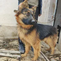 توله ژرمن موبلند|سگ|رباط‌کریم, وهن آباد|دیوار