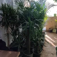 گل های آپارتمانی|گل و گیاه طبیعی|ری, بازار گل خاوران|دیوار