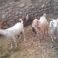 ۵ عددبزپاکستانی