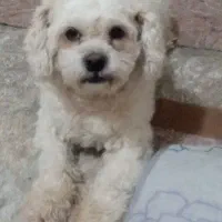 توله سگه پاپی نربرای فروش