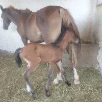 فروشی با کره ماده