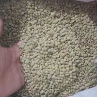 عدس دیم زودپز