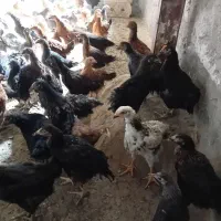 نیمچه مرغ و خروس