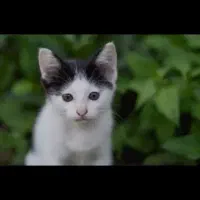 واگذاری گربه|گربه|مشهد, هنرور|دیوار