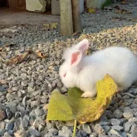 حیوانات خانگی|موش و خرگوش|رودسر, |دیوار