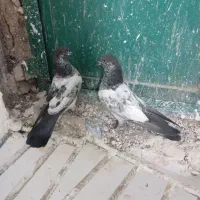 کبوتر پاکستانی|پرنده|سرپل ذهاب, |دیوار