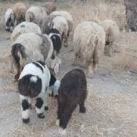 33راس شیشک میش داشتی بره دار و آبستن|حیوانات مزرعه|جره و بالاده, |دیوار