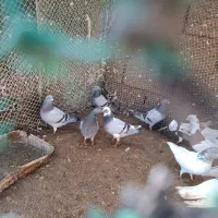 کبوتر|پرنده|هندیجان, |دیوار