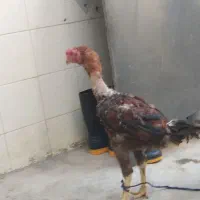 خروس ومرغ