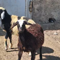 بره