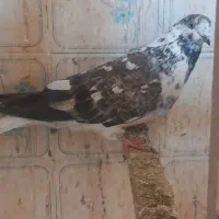 ماده سوسکی دم سفید درجه یک همه چی تو عکس معلومه