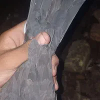 آلمانی زاغ