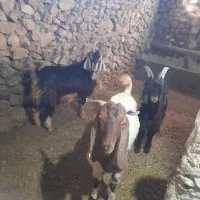 کهره برای پرواری