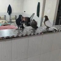 کبوتر سینه ای|پرنده|یاسوج, |دیوار