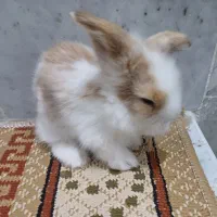بچه خرگوش لوپ ومینیاتوری تربیت شده