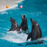 تور جزیره زیبای قشم اقساطی|تور و چارتر|قم, بلوار امین و ساحلی|دیوار