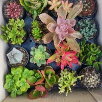 کاکتوس و مجسمه فانتزی برای شرکت ها اداره ها.منازل|گل و گیاه طبیعی|تهران, بازار|دیوار