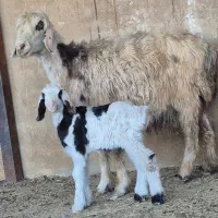 فروش دوراس شیشک بختیاری دوبره ای و یه بره ای|حیوانات مزرعه|طسوج, |دیوار