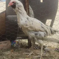 جوجه لاری دورگه